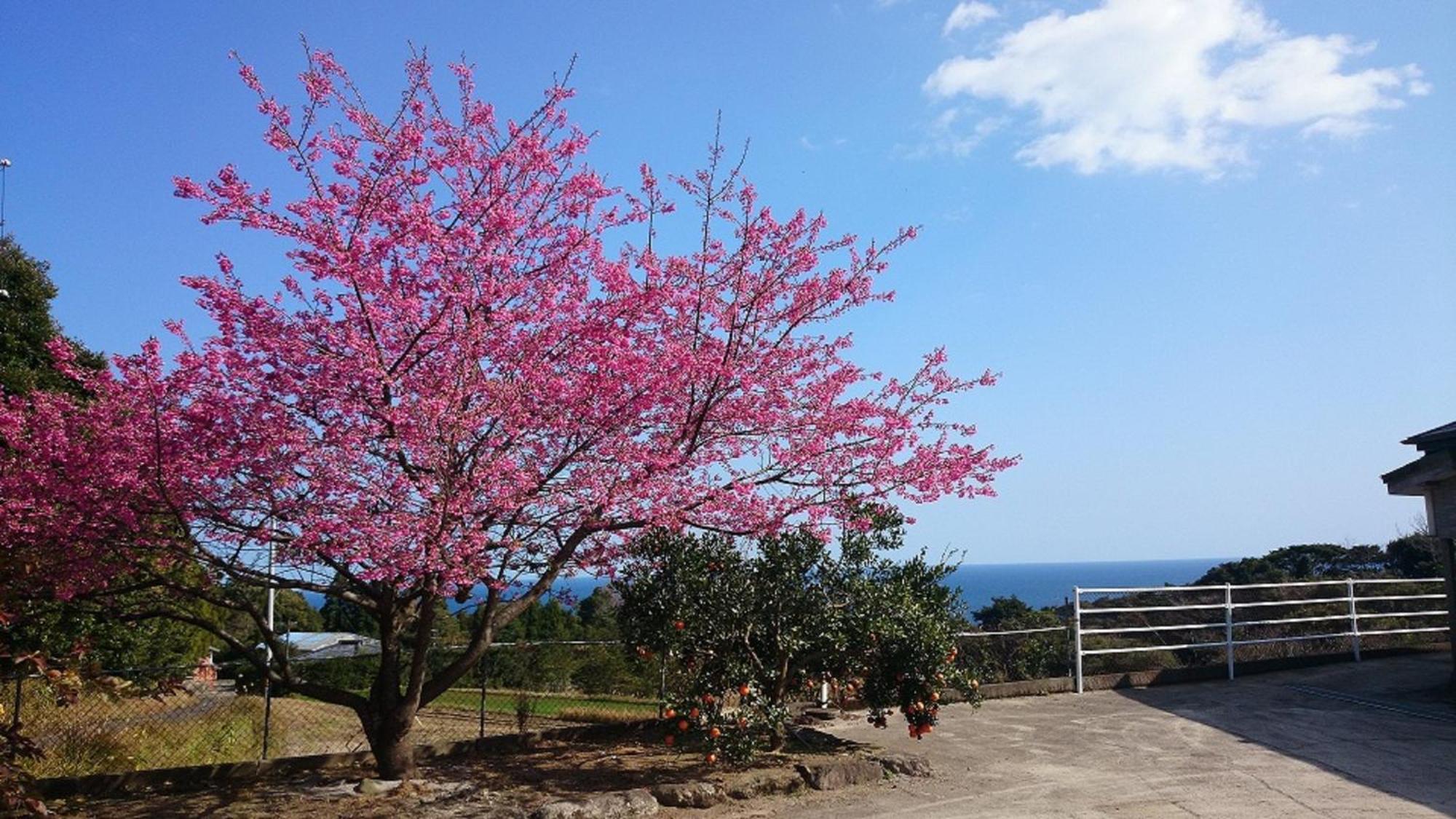 Maetakeso Hotel Yakushima  Exterior photo